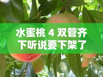 水蜜桃 4 双管齐下听说要下架了：引发众多猜测与关注