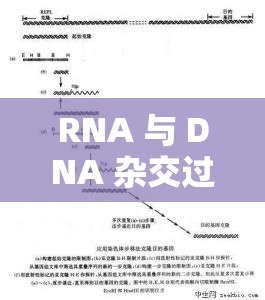RNA 与 DNA 杂交过程：从分子层面到生物学意义的探究