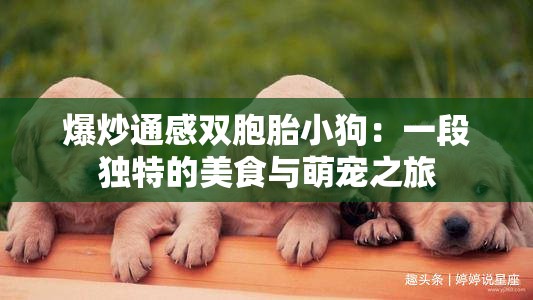 爆炒通感双胞胎小狗：一段独特的美食与萌宠之旅