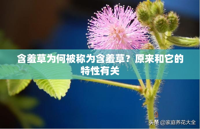 含羞草为何被称为含羞草？原来和它的特性有关