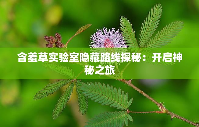 含羞草实验室隐藏路线探秘：开启神秘之旅