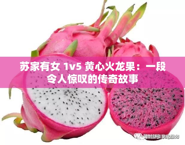 苏家有女 1v5 黄心火龙果：一段令人惊叹的传奇故事