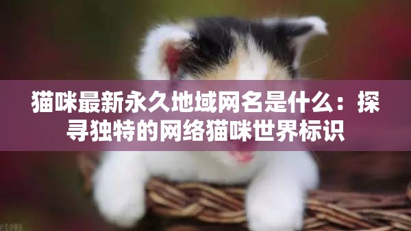 猫咪最新永久地域网名是什么：探寻独特的网络猫咪世界标识