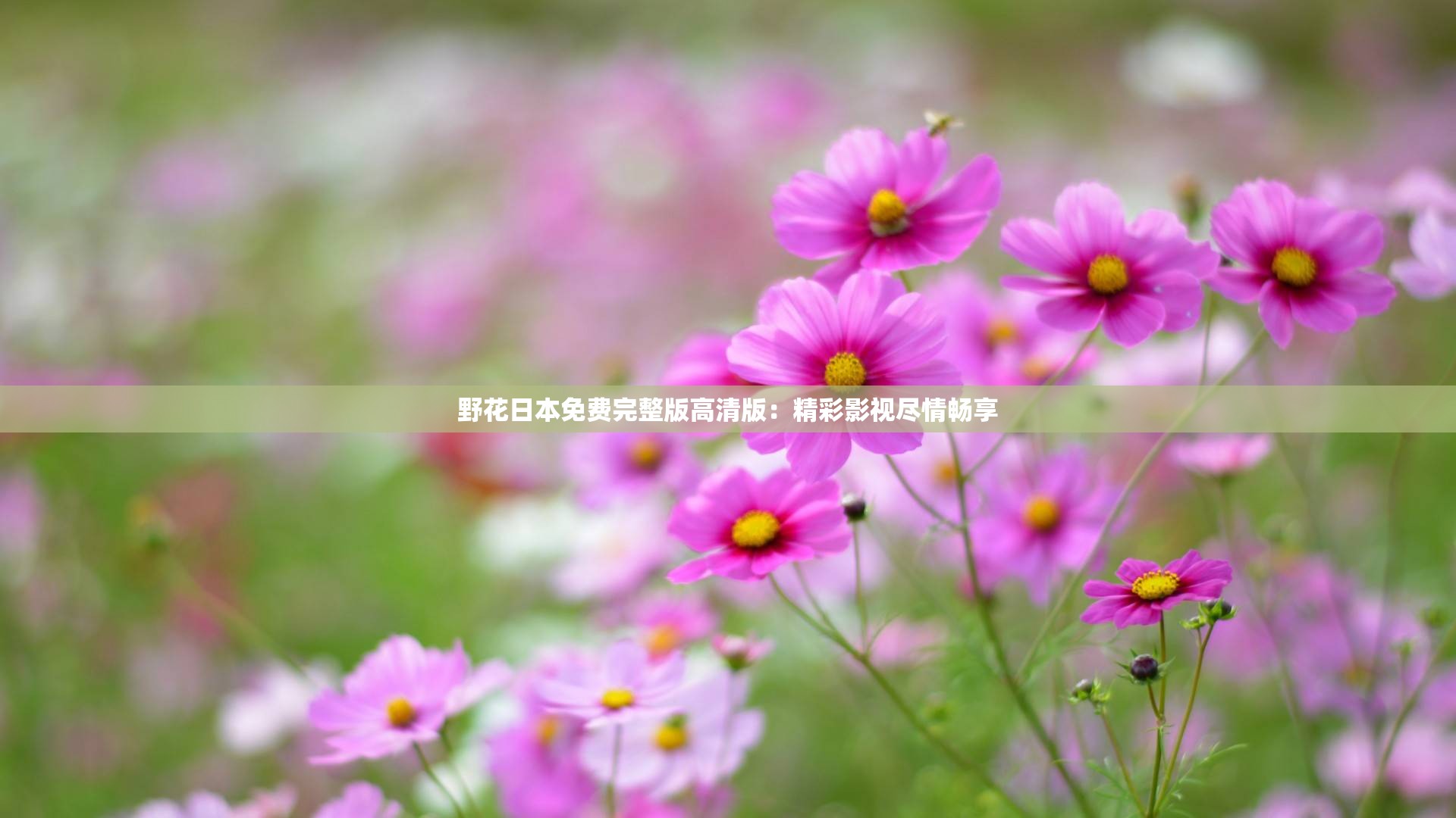 野花日本免费完整版高清版：精彩影视尽情畅享