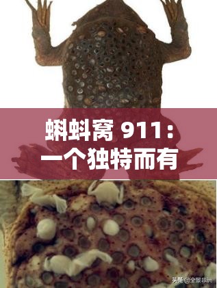 蝌蚪窝 911：一个独特而有趣的存在引发的诸多思考与探讨