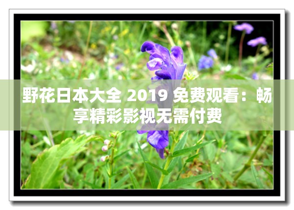 野花日本大全 2019 免费观看：畅享精彩影视无需付费