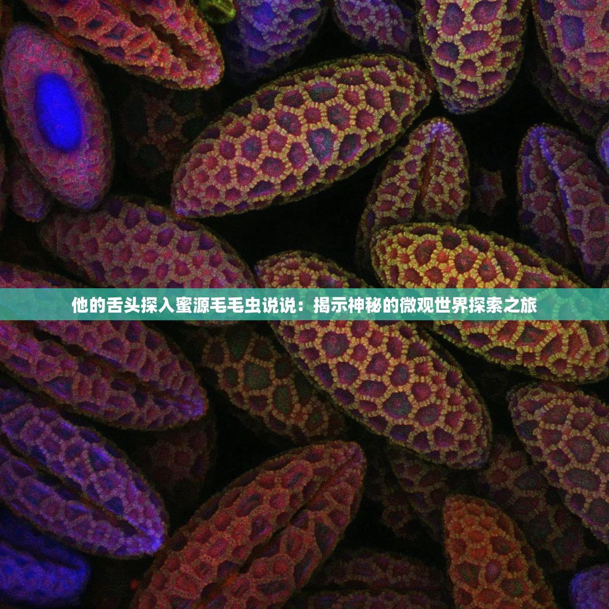 他的舌头探入蜜源毛毛虫说说：揭示神秘的微观世界探索之旅