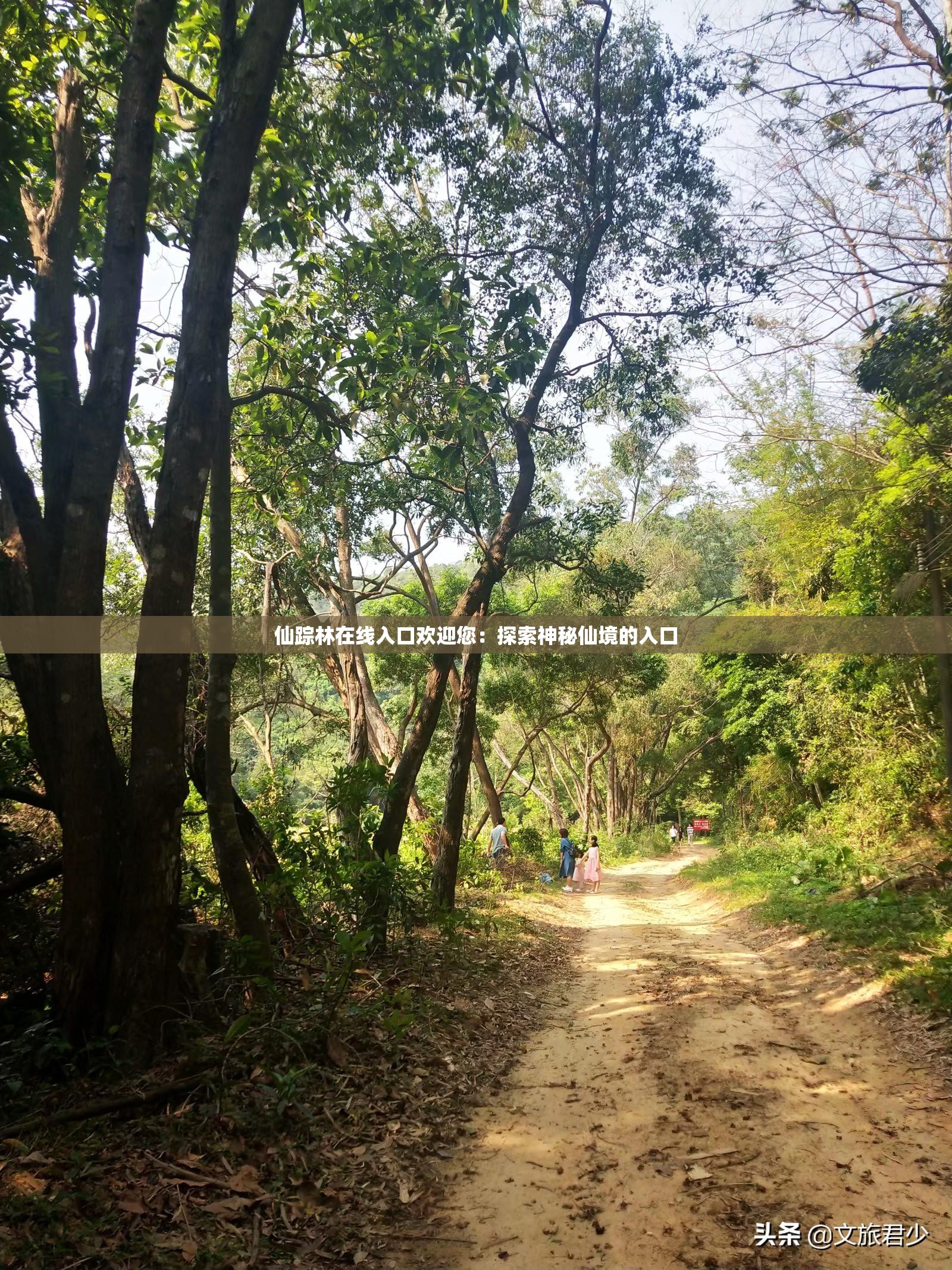 仙踪林在线入口欢迎您：探索神秘仙境的入口