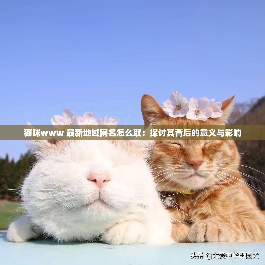 猫咪www 最新地域网名怎么取：探讨其背后的意义与影响