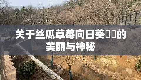 关于丝瓜草莓向日葵卐卍的美丽与神秘