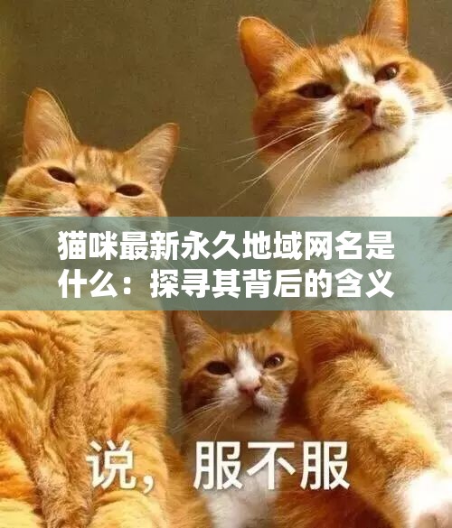 猫咪最新永久地域网名是什么：探寻其背后的含义与秘密