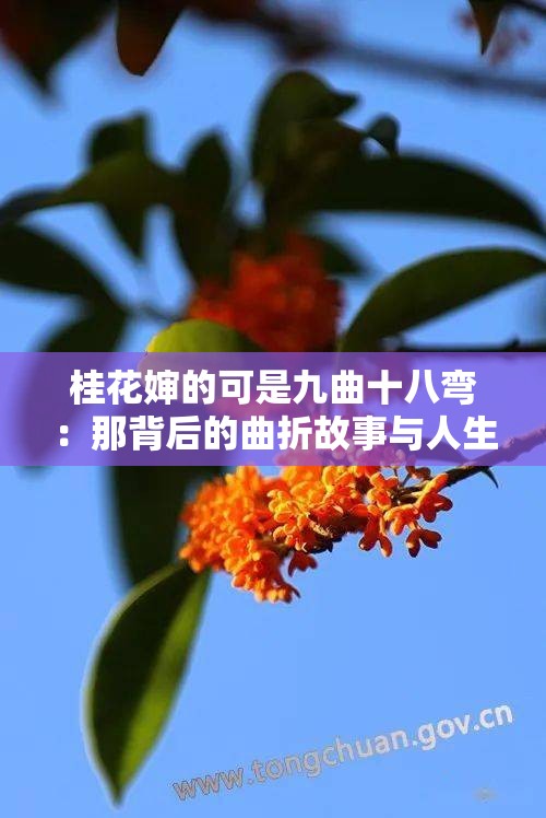 桂花婶的可是九曲十八弯：那背后的曲折故事与人生百态