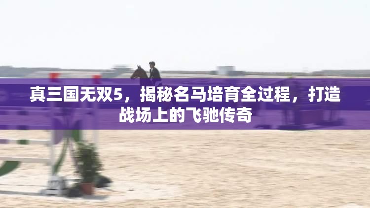 真三国无双5，揭秘名马培育全过程，打造战场上的飞驰传奇