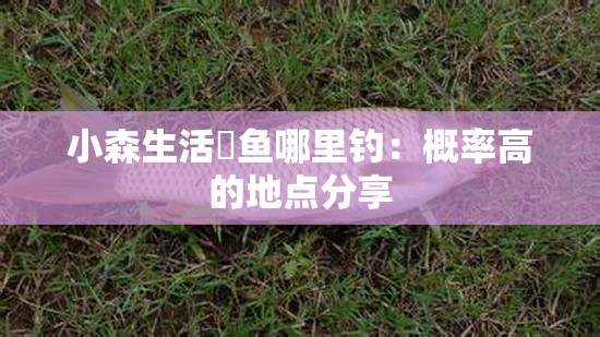 小森生活鳡鱼哪里钓：概率高的地点分享