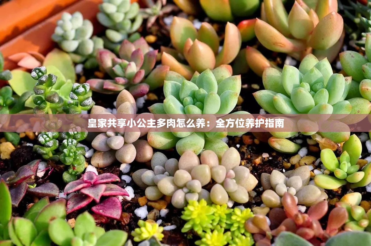 皇家共享小公主多肉怎么养：全方位养护指南