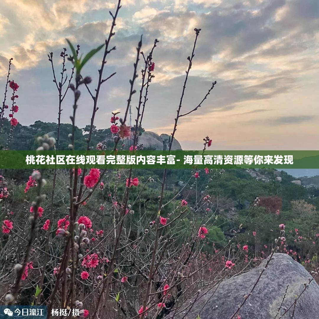 桃花社区在线观看完整版内容丰富- 海量高清资源等你来发现
