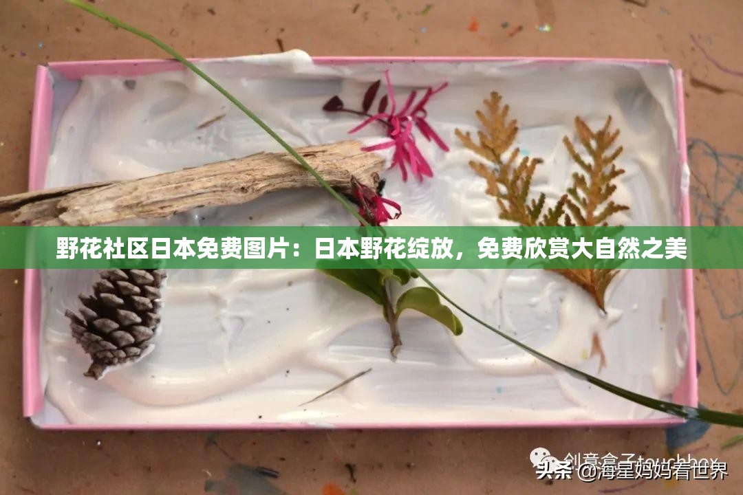 野花社区日本免费图片：日本野花绽放，免费欣赏大自然之美