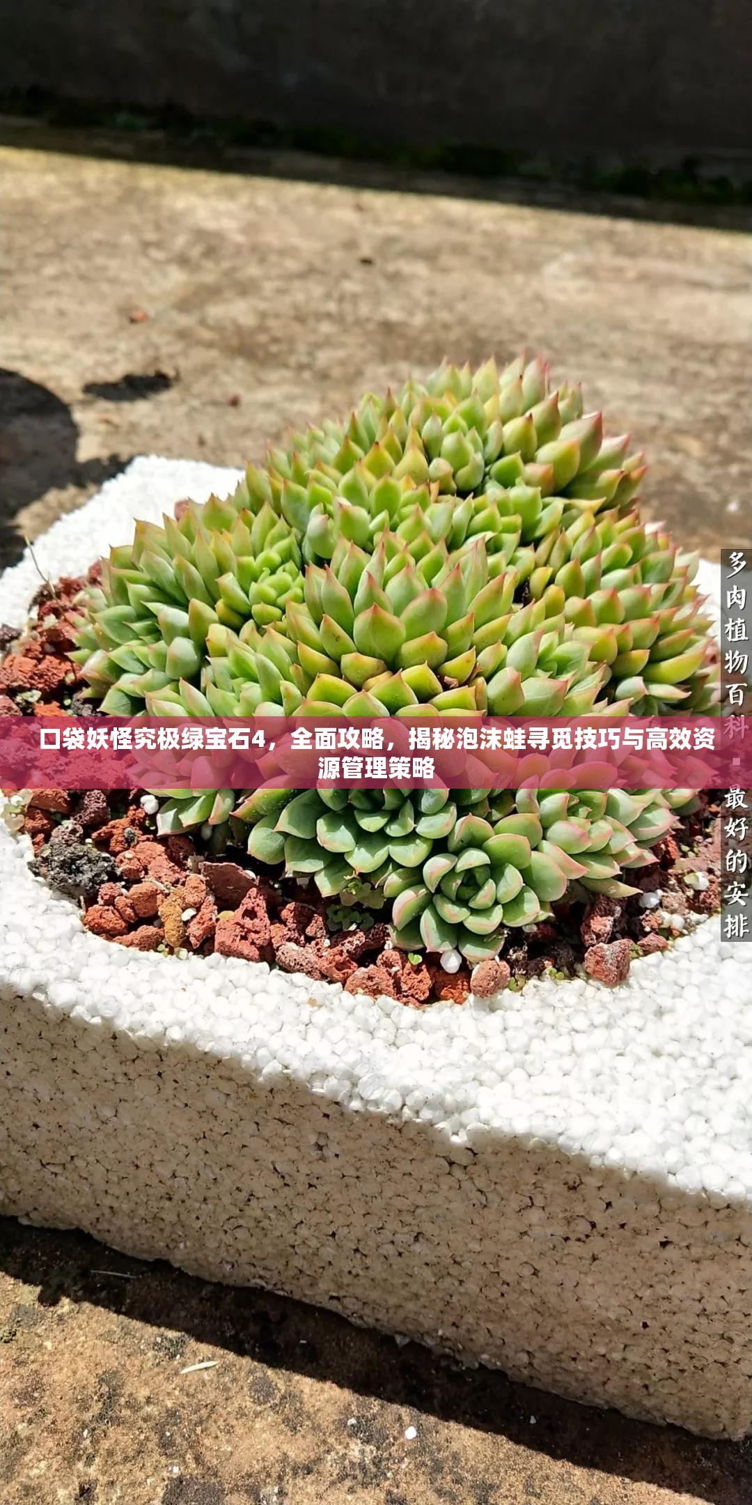 口袋妖怪究极绿宝石4，全面攻略，揭秘泡沫蛙寻觅技巧与高效资源管理策略