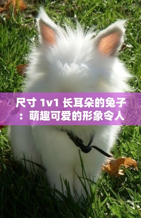 尺寸 1v1 长耳朵的兔子：萌趣可爱的形象令人心动