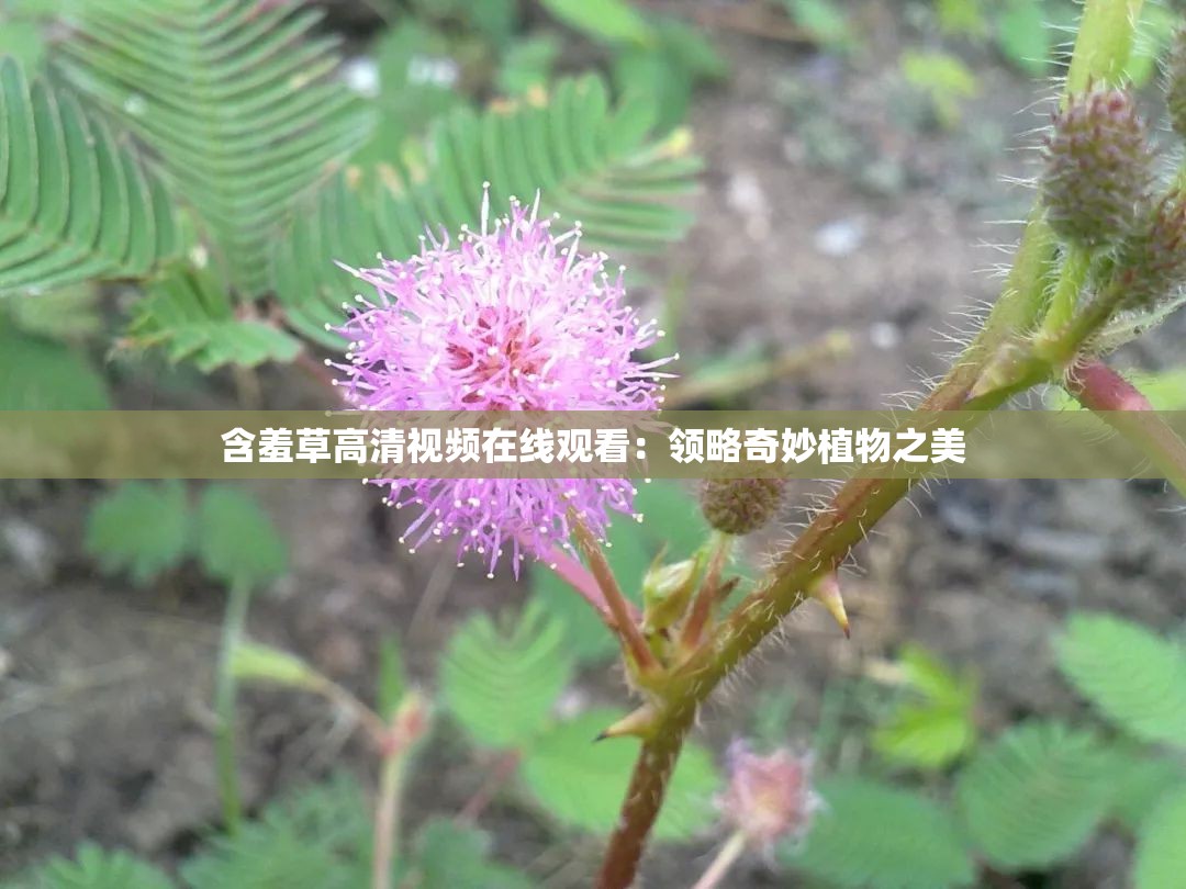 含羞草高清视频在线观看：领略奇妙植物之美
