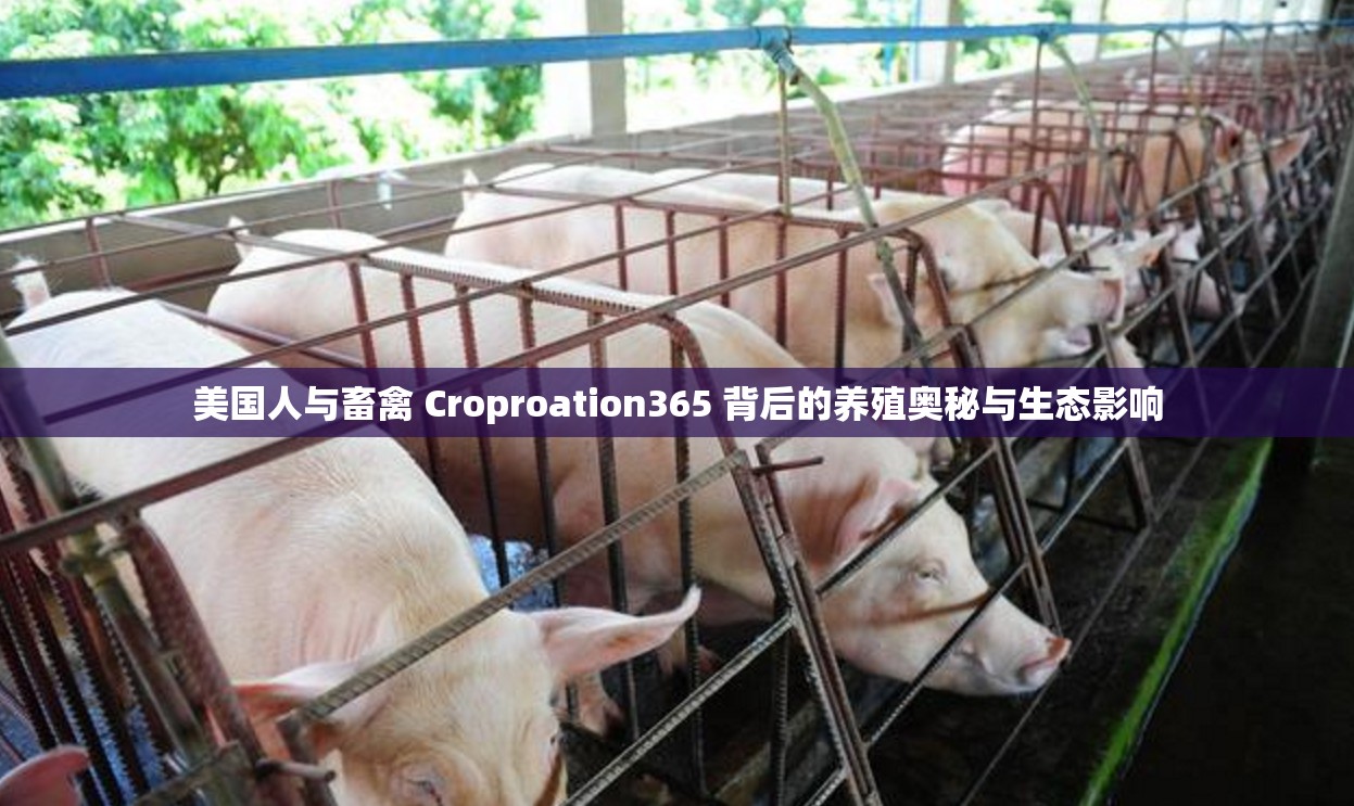 美国人与畜禽 Croproation365 背后的养殖奥秘与生态影响