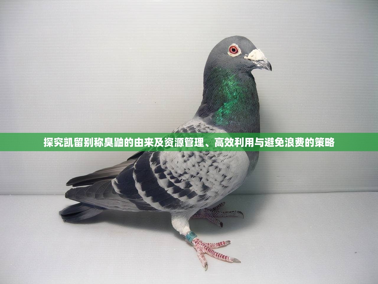 探究凯留别称臭鼬的由来及资源管理、高效利用与避免浪费的策略