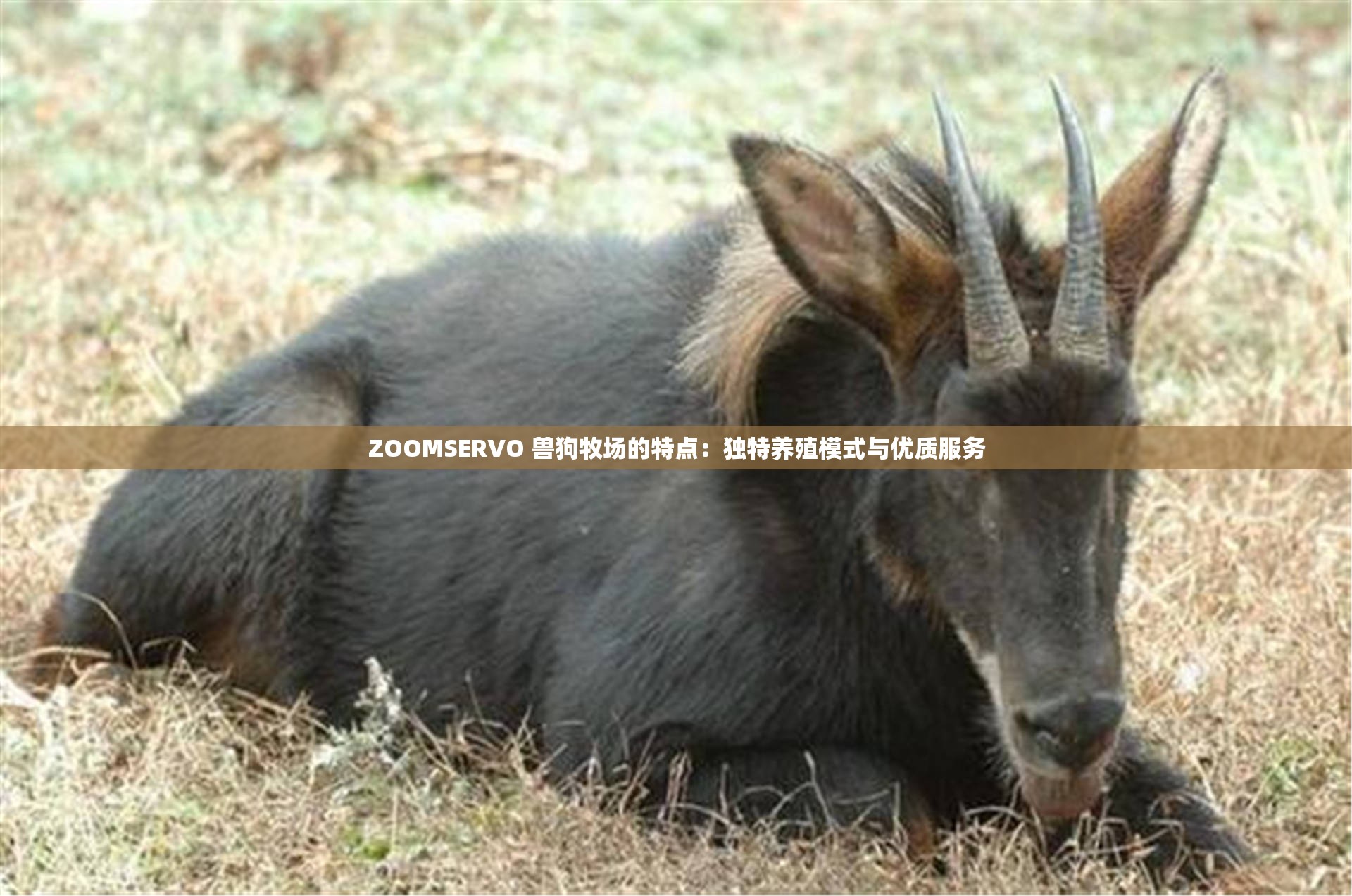 ZOOMSERVO 兽狗牧场的特点：独特养殖模式与优质服务
