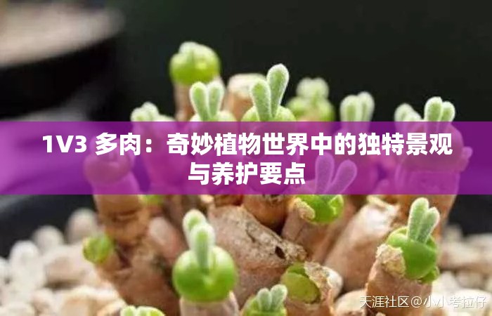 1V3 多肉：奇妙植物世界中的独特景观与养护要点