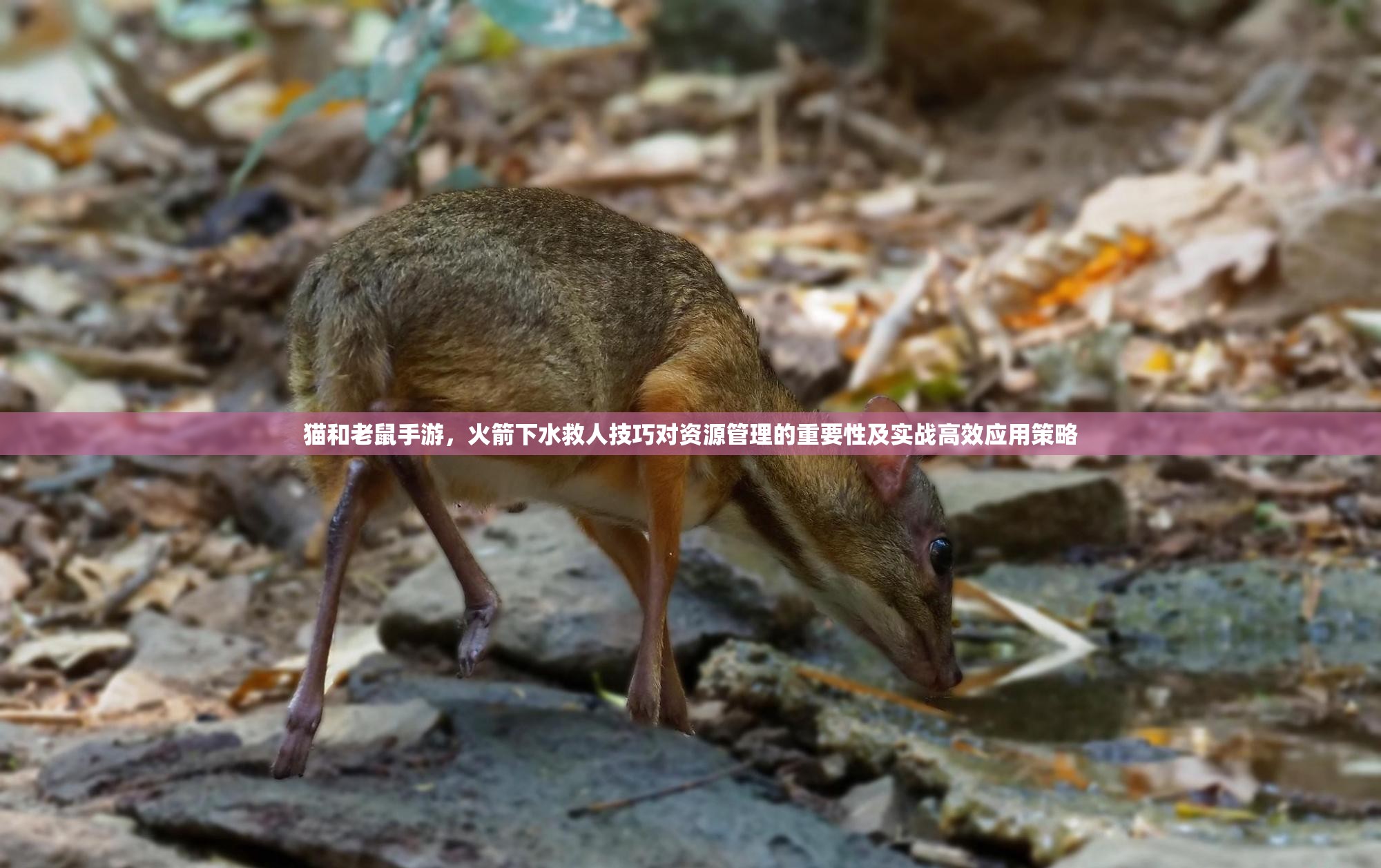猫和老鼠手游，火箭下水救人技巧对资源管理的重要性及实战高效应用策略