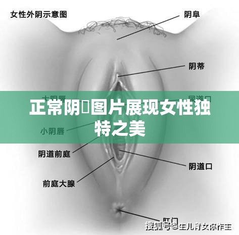 正常阴脣图片展现女性独特之美
