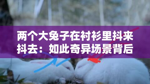 两个大兔子在衬衫里抖来抖去：如此奇异场景背后的故事