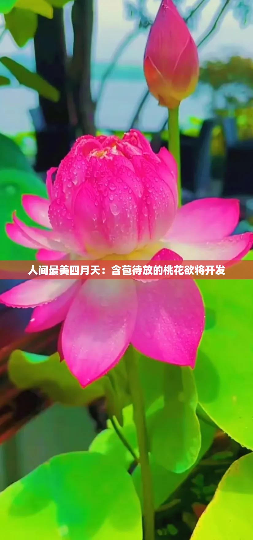 人间最美四月天：含苞待放的桃花欲将开发