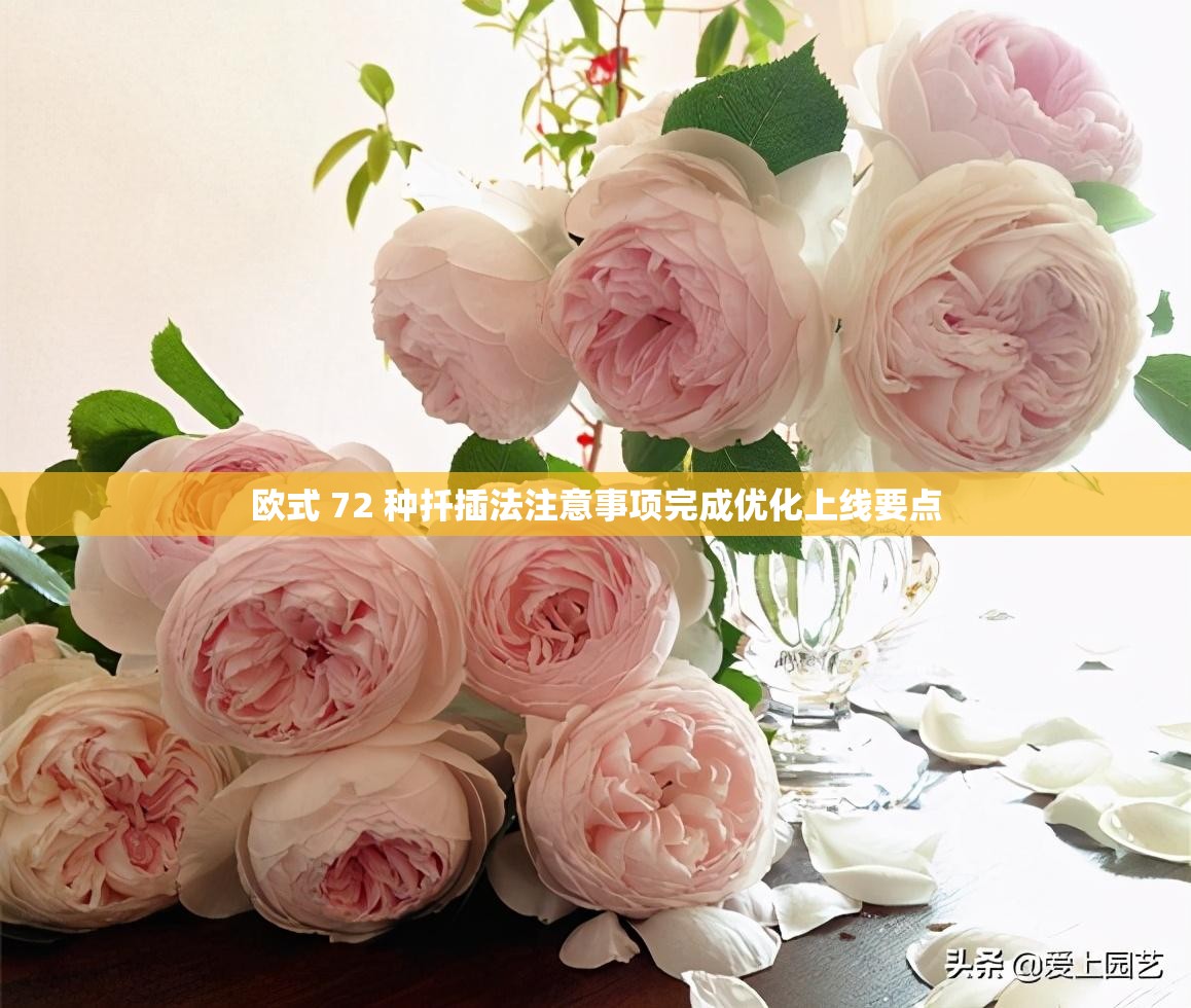 欧式 72 种扦插法注意事项完成优化上线要点