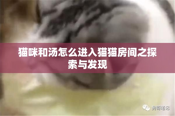 猫咪和汤怎么进入猫猫房间之探索与发现