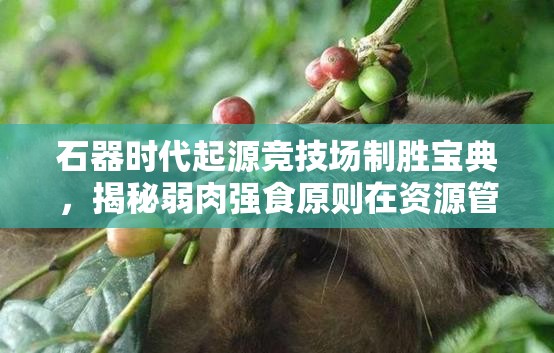 石器时代起源竞技场制胜宝典，揭秘弱肉强食原则在资源管理中的关键性策略