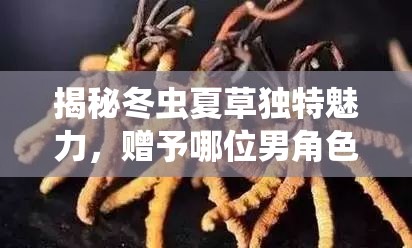 揭秘冬虫夏草独特魅力，赠予哪位男角色的珍稀养生之选