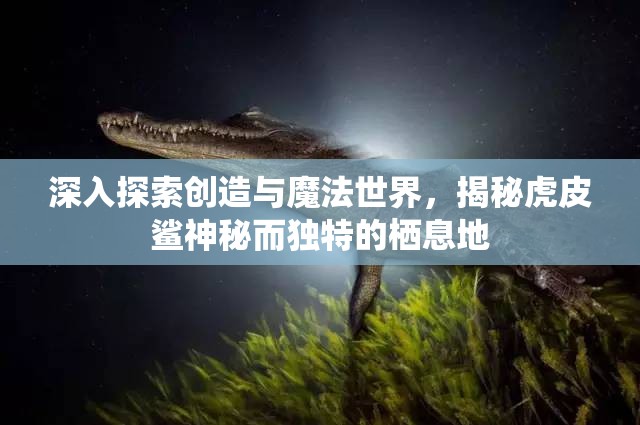 深入探索创造与魔法世界，揭秘虎皮鲨神秘而独特的栖息地