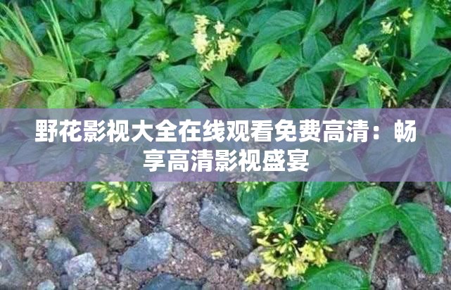 野花影视大全在线观看免费高清：畅享高清影视盛宴