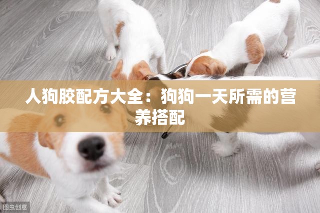 人狗胶配方大全：狗狗一天所需的营养搭配