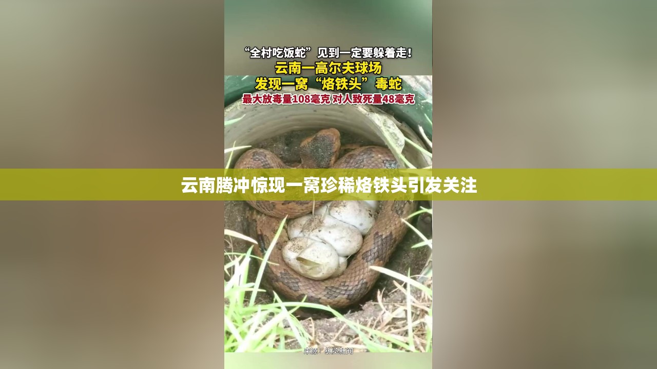 云南腾冲惊现一窝珍稀烙铁头引发关注