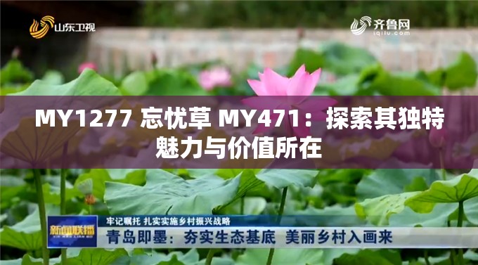 MY1277 忘忧草 MY471：探索其独特魅力与价值所在