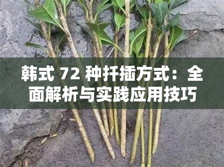 韩式 72 种扦插方式：全面解析与实践应用技巧探讨