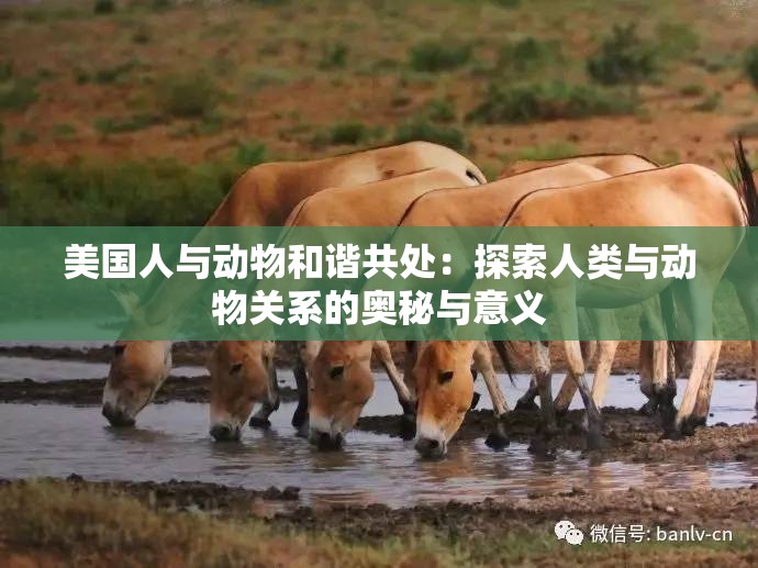 美国人与动物和谐共处：探索人类与动物关系的奥秘与意义