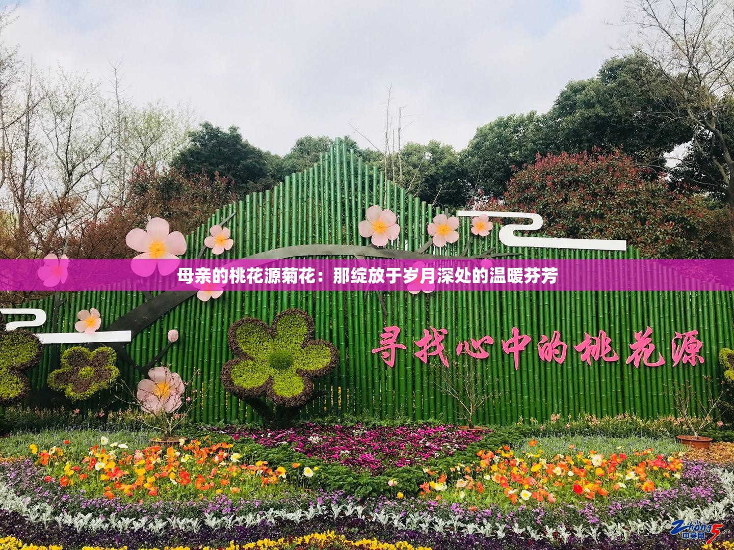 母亲的桃花源菊花：那绽放于岁月深处的温暖芬芳