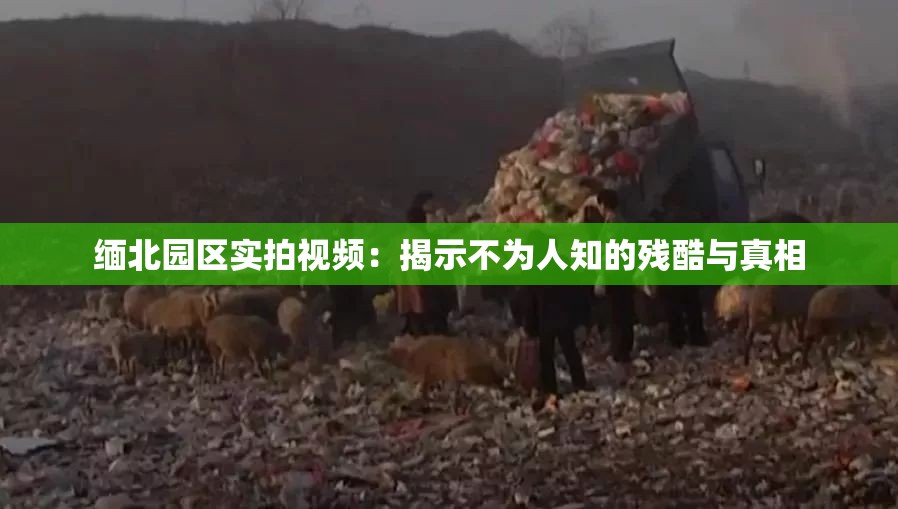 缅北园区实拍视频：揭示不为人知的残酷与真相