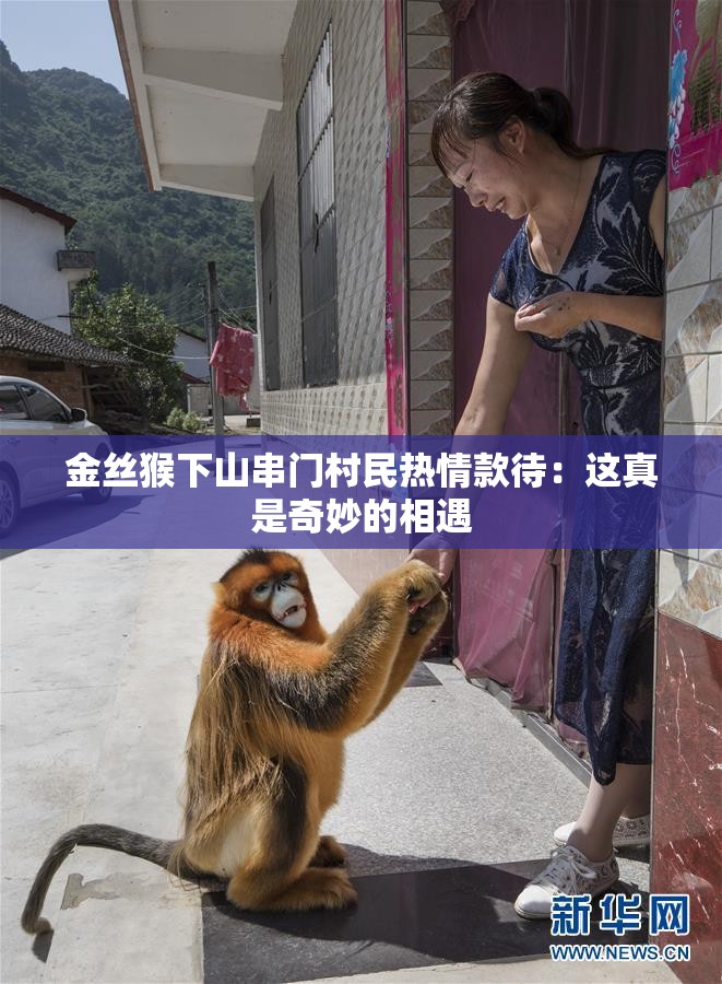 金丝猴下山串门村民热情款待：这真是奇妙的相遇
