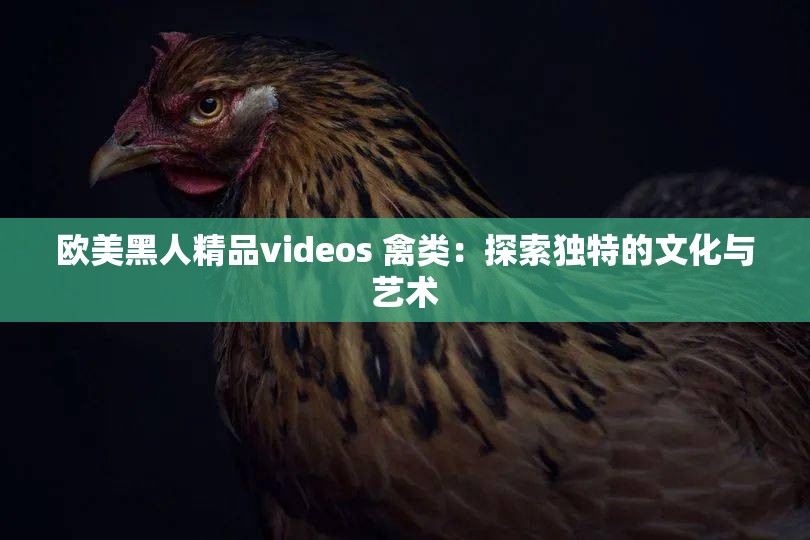 欧美黑人精品videos 禽类：探索独特的文化与艺术