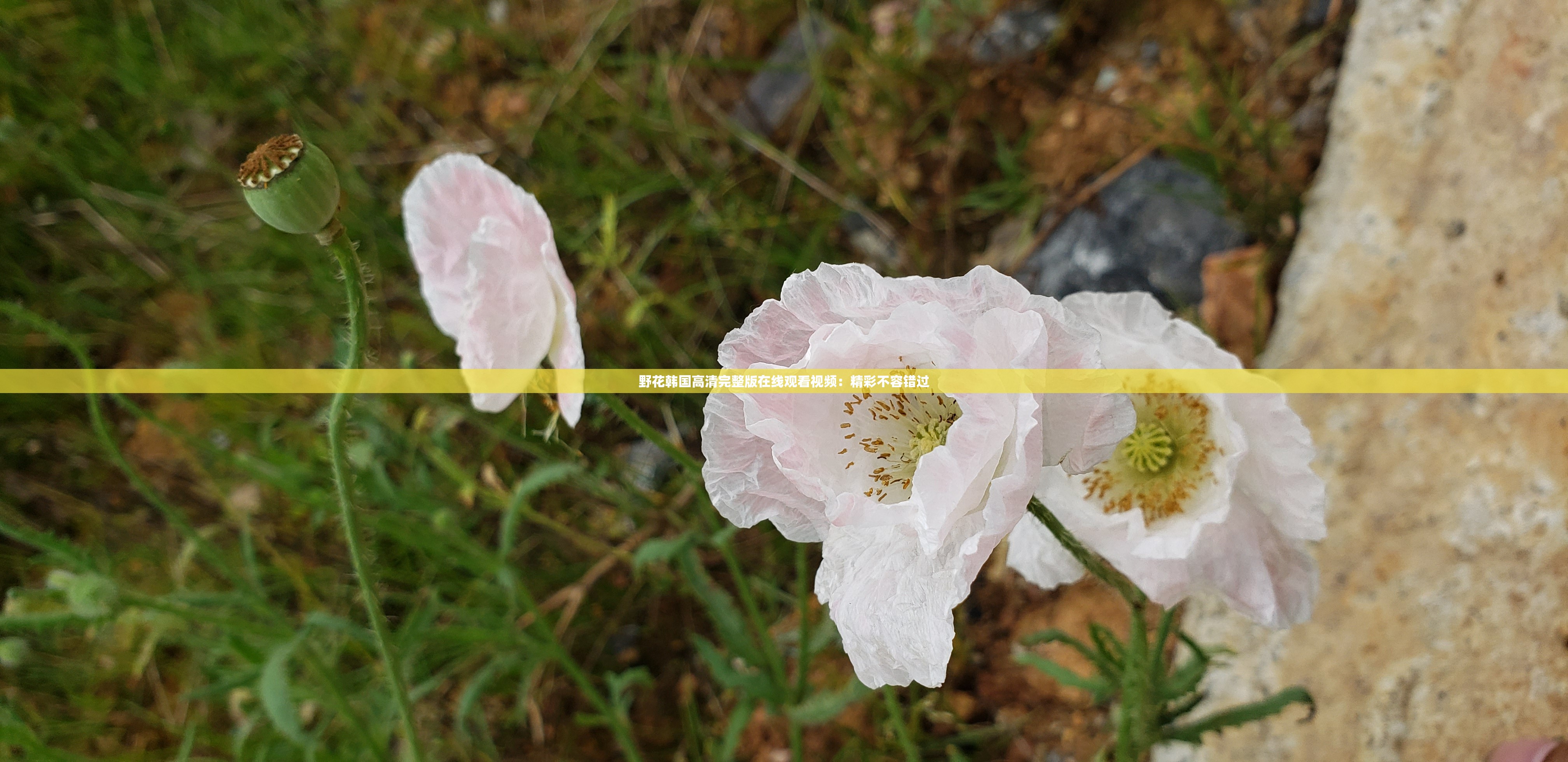 野花韩国高清完整版在线观看视频：精彩不容错过