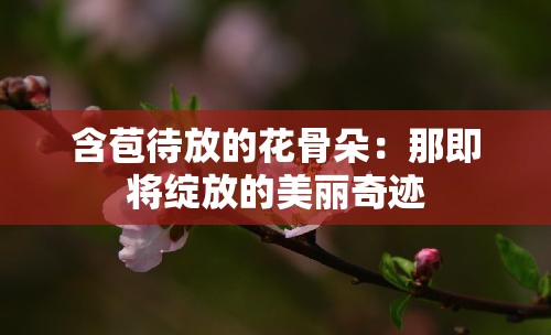 含苞待放的花骨朵：那即将绽放的美丽奇迹