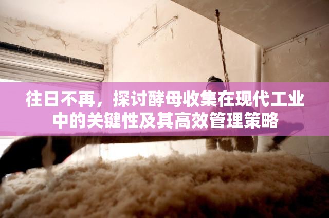 往日不再，探讨酵母收集在现代工业中的关键性及其高效管理策略